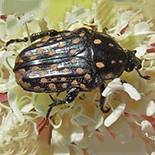 Oxythyrea testaceoguttata